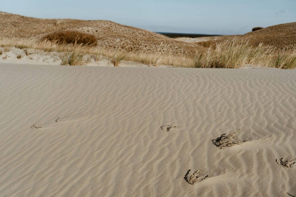 Wading in Emotional Quicksand: The Powerful Role of Anticipatory Grief and Ambiguous Loss in Dementia Care